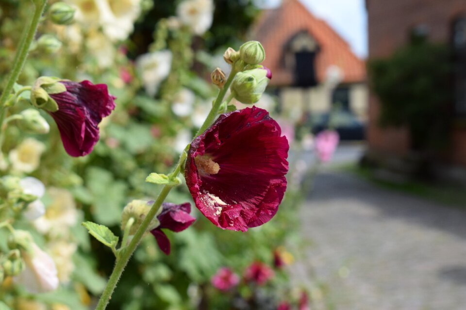 Flower summer denmark