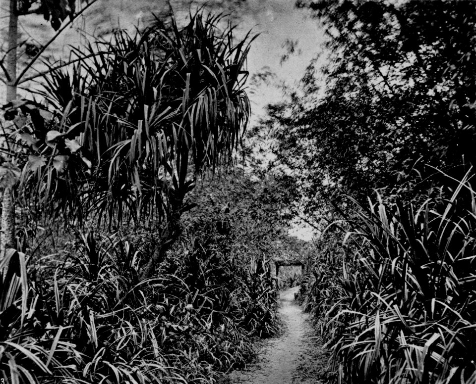 Sylvan groves round Taiwanfu