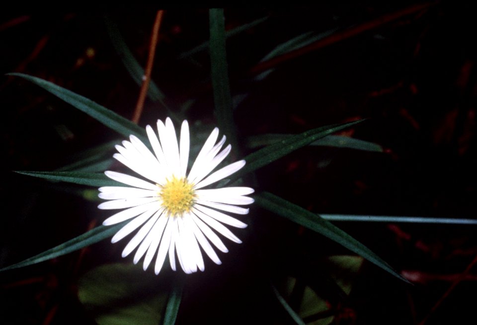 Symphyotrichum boreale NRCS