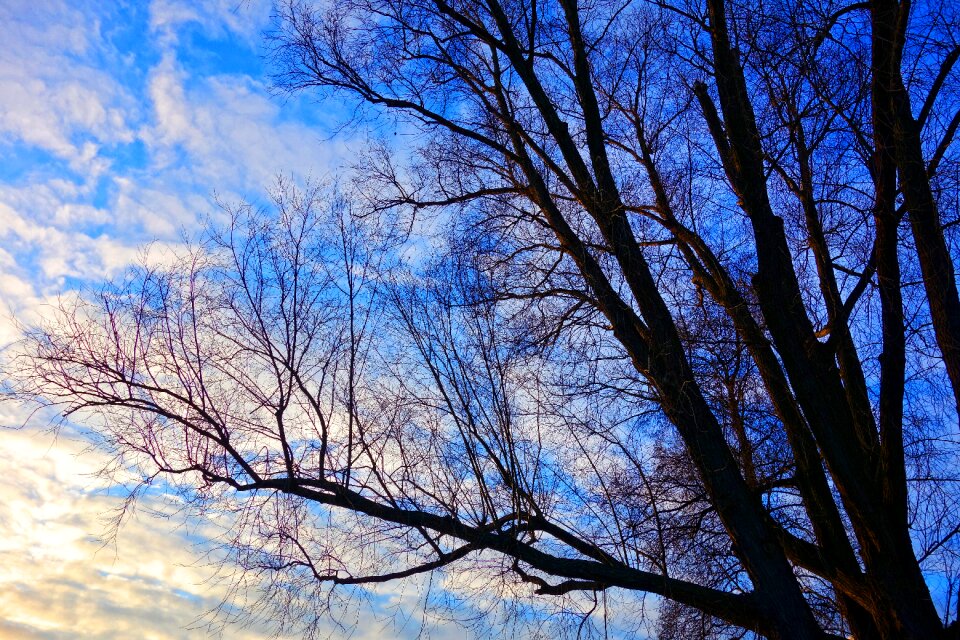 Deciduous bare tree branch