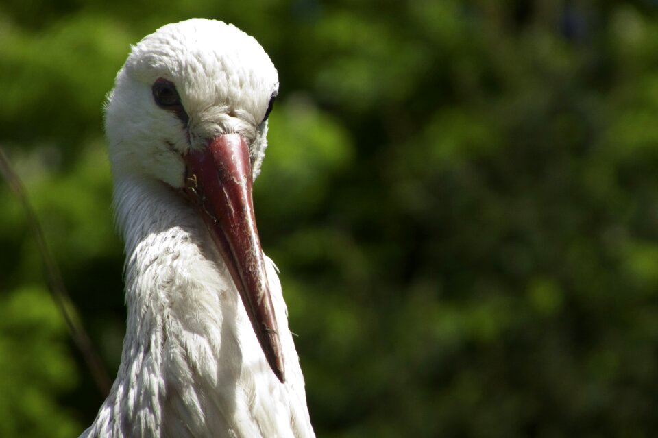 Detail beak bird