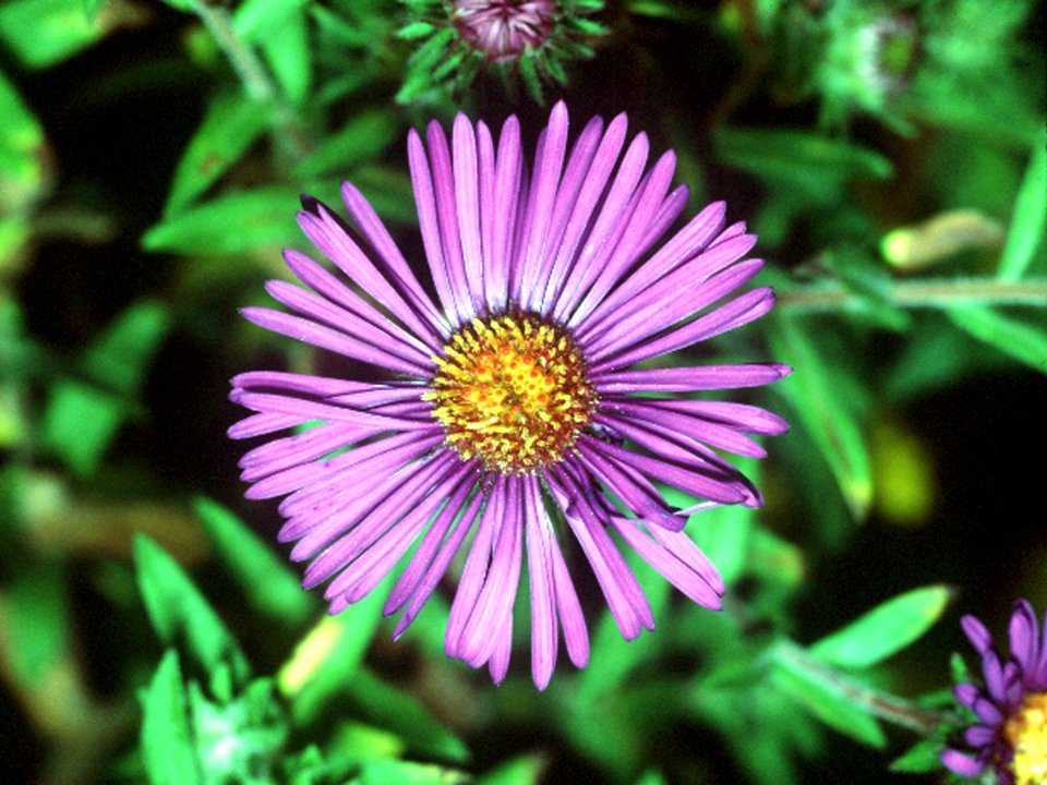 Symphyotrichum novae-angliae NRCS-01