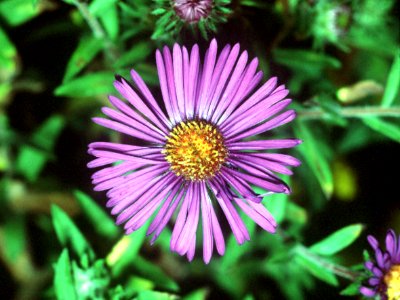 Symphyotrichum novae-angliae NRCS-01