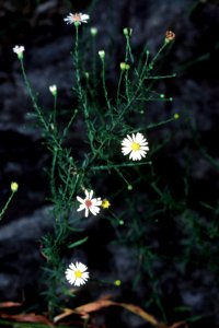 Symphyotrichum lateriflorum var lateriflorum NRCS-2