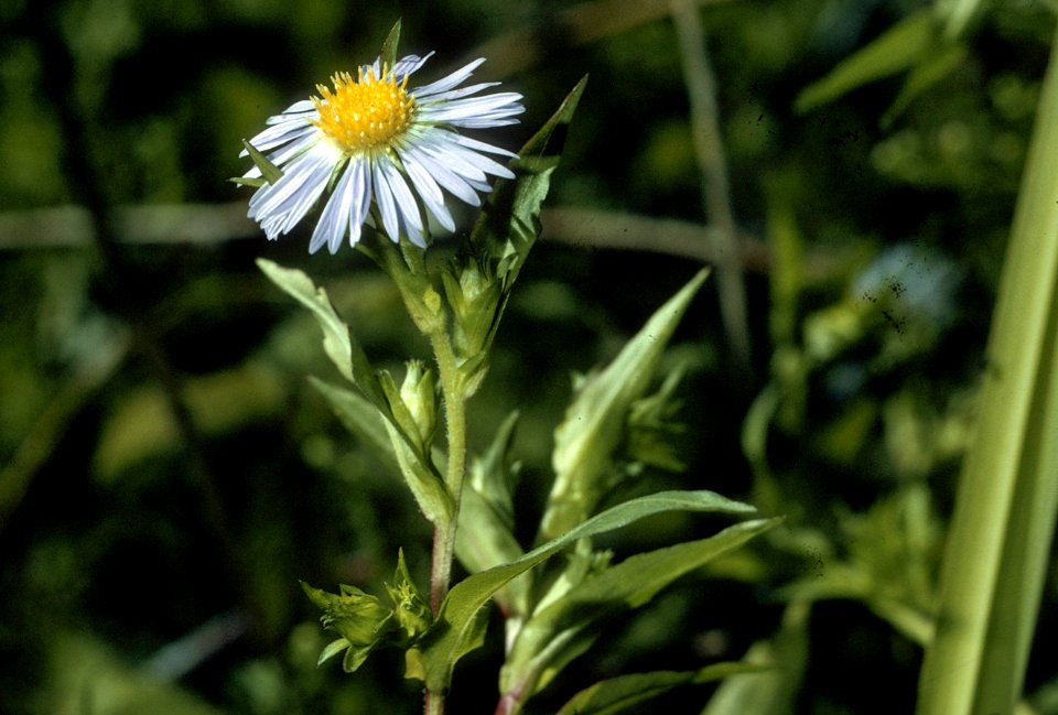 Symphyotrichum puniceum NRCS-2