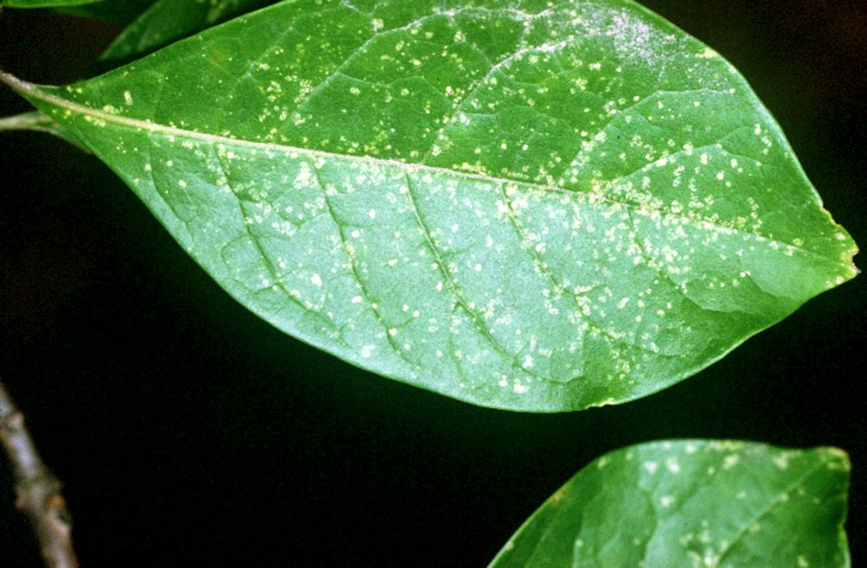 Symplocos tinctoria NRCS-1