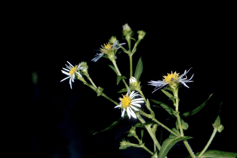 Symphyotrichum prenanthoides NRCS-1