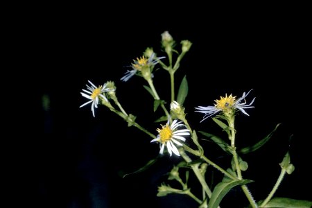 Symphyotrichum prenanthoides NRCS-1