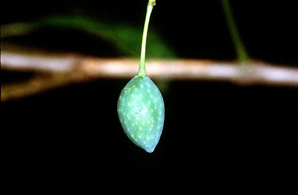 Symplocos tinctoria NRCS-2