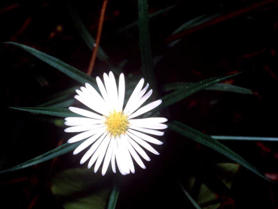 Symphyotrichum boreale NRCS-002