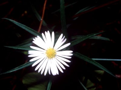 Symphyotrichum boreale NRCS-002