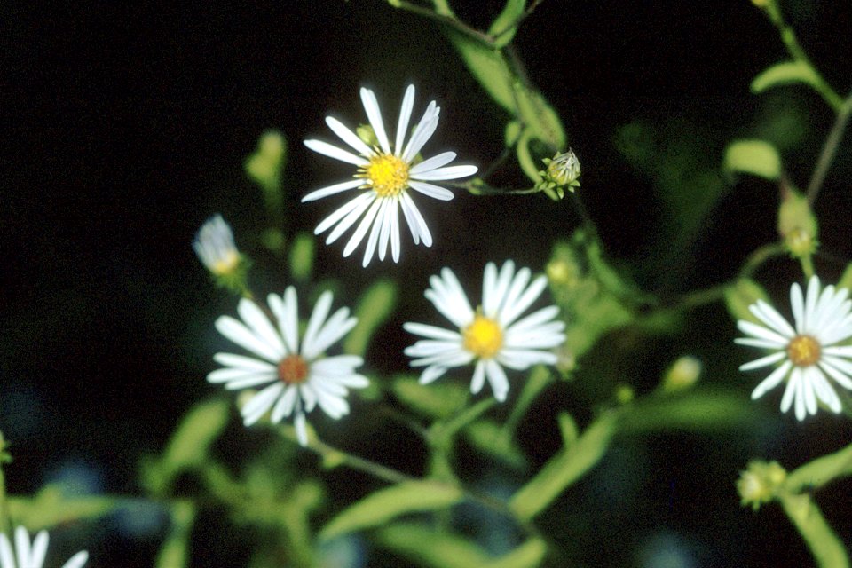 Symphyotrichum novi-belgii var novi-belgii NRCS-1