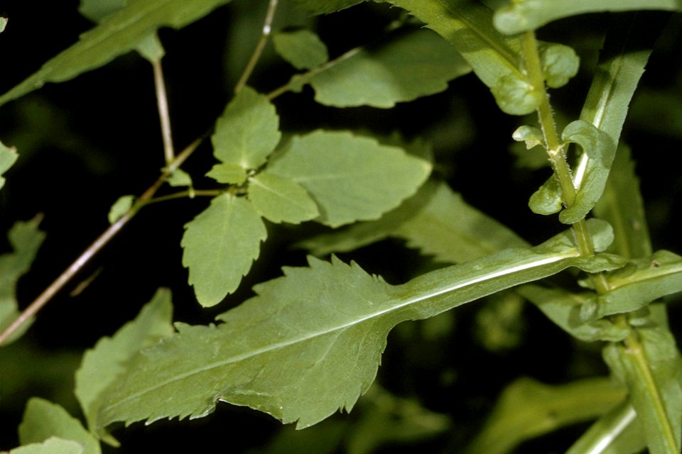 Symphyotrichum prenanthoides NRCS-2
