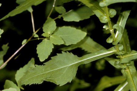 Symphyotrichum prenanthoides NRCS-2