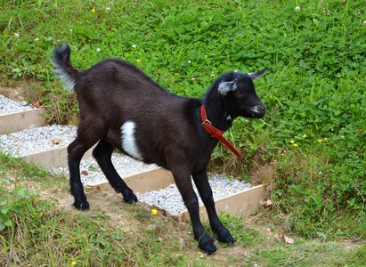 Young goat cute pre