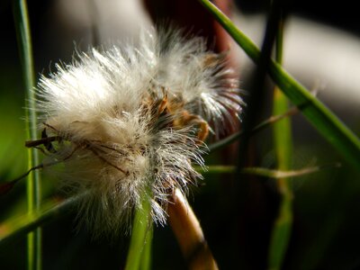 Seed reproduction flower