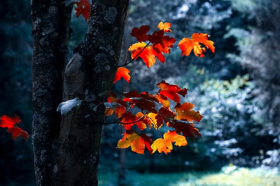Leaf wood light