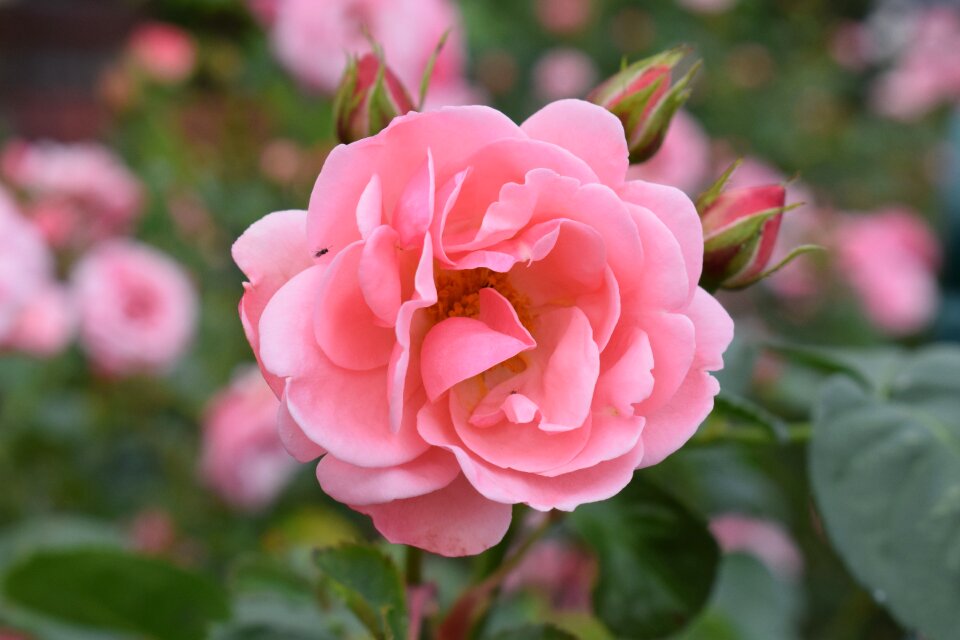 Flowers garden pink rose photo