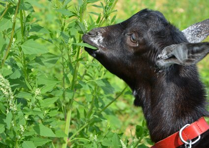 Grass ruminant herbivore photo