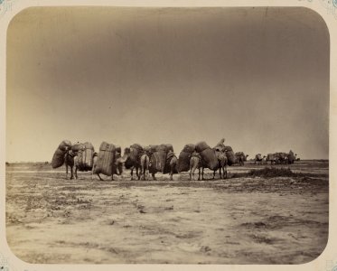 Syr-dar'inskaia oblast'. Karavan LCCN2007682886