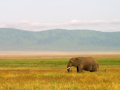 Africa wildlife pachyderm