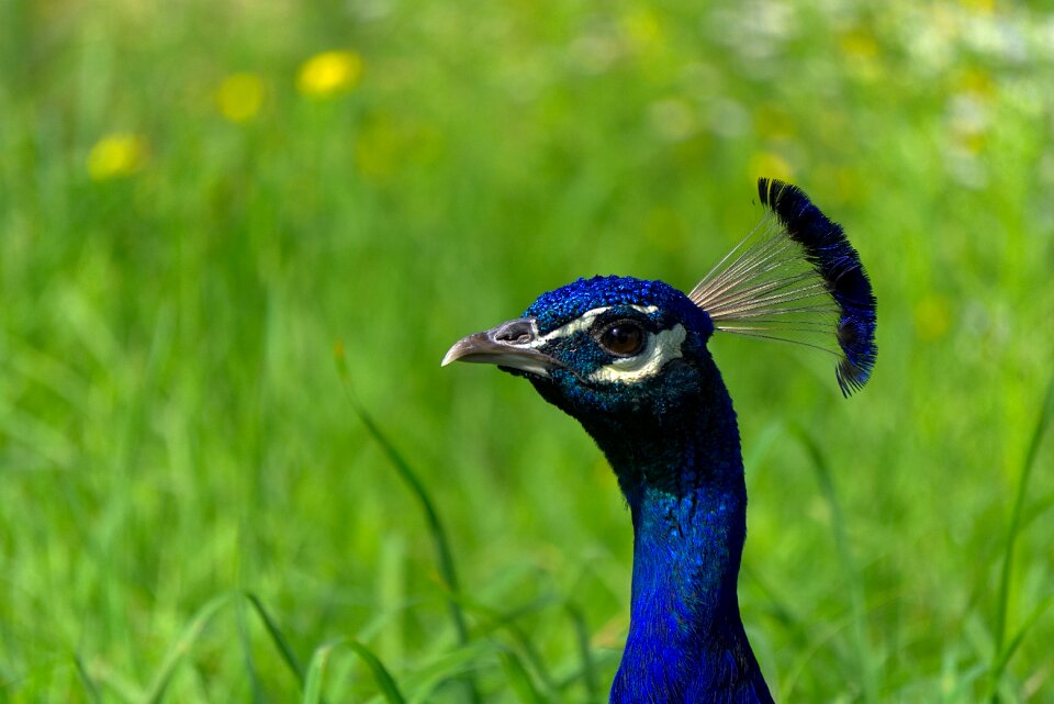 Petting zoo zoo plumage
