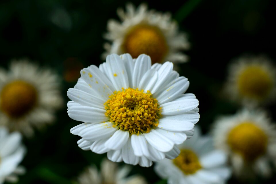 Nature summer spring