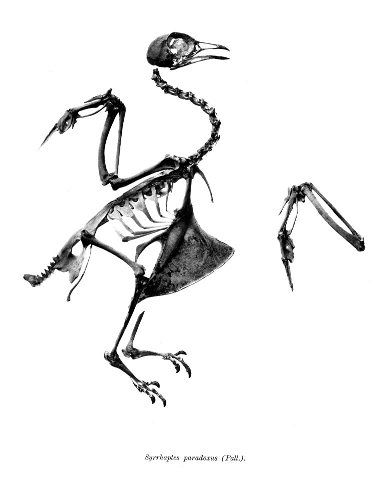 Syrrhaptes paradoxus 128