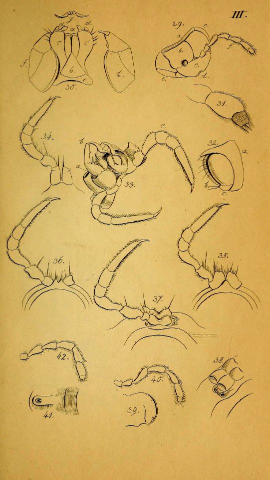 System der Myriapoden Koch Plate 03