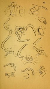 System der Myriapoden Koch Plate 03