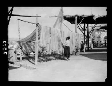 Syria. Tyre to Tripoli and Krak de Chevalier. Sidon. Fisherman drying his nets LOC matpc.15419
