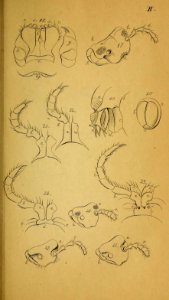 System der Myriapoden Koch Plate 02