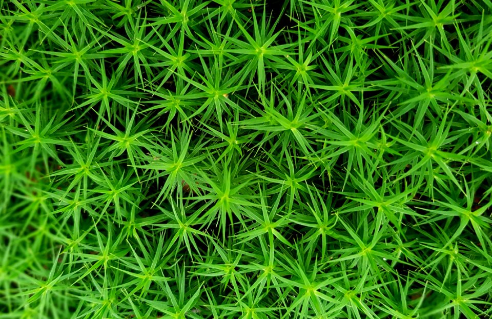 Forest floor ground cover moist