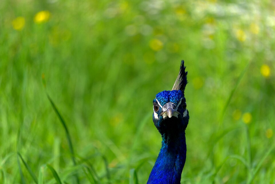 Petting zoo zoo plumage