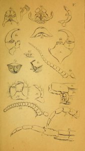 System der Myriapoden Koch Plate 05