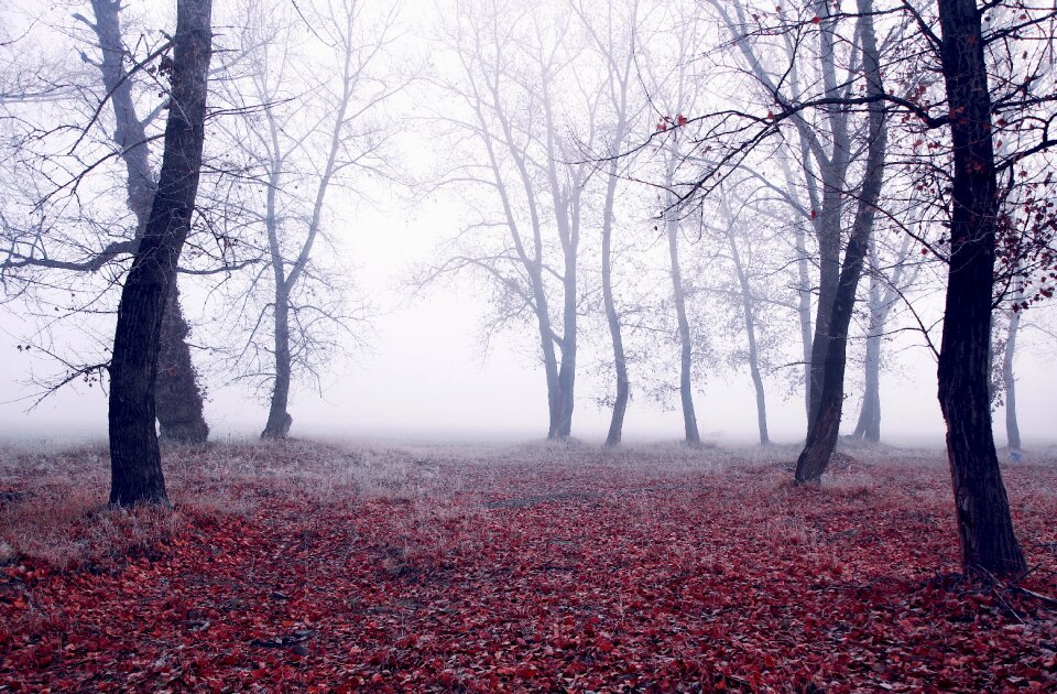 Landscape nature wood