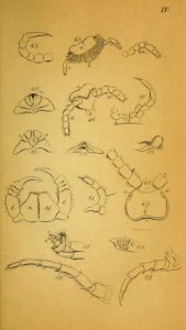 System der Myriapoden Koch Plate 04