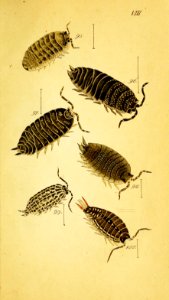 System der Myriapoden Koch 08