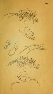 System der Myriapoden Koch Plate 07