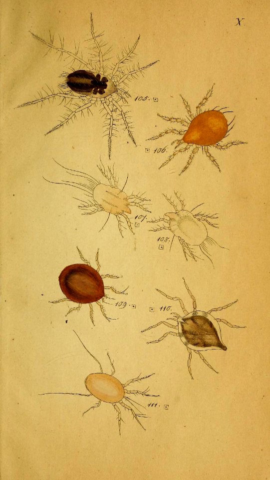 System der Myriapoden Koch Plate 10