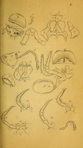 System der Myriapoden Koch Plate 01