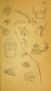 System der Myriapoden Koch Plate 06