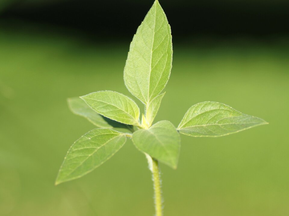 Green garden nature