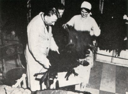 Så blevTranås Pälsstaden (05)
