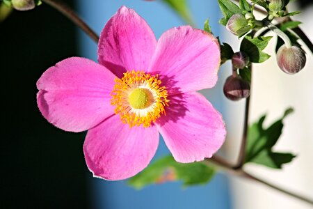 Bloom pink flower photo