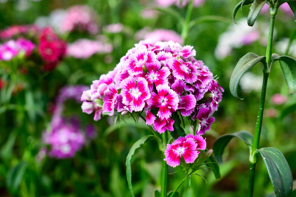 Nature summer spring