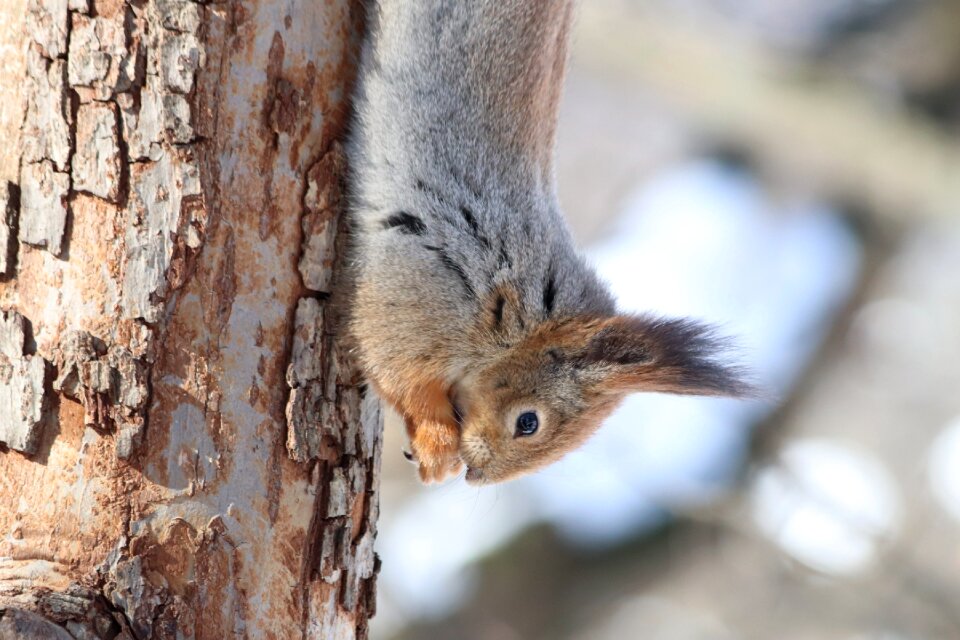 Outdoors animals squirrel