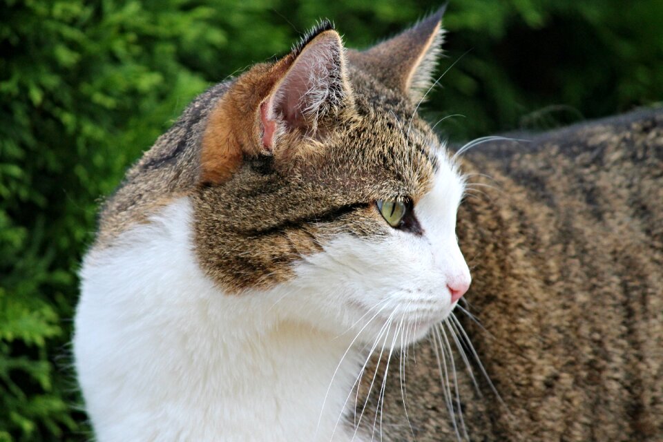 Pet animal cat's eyes