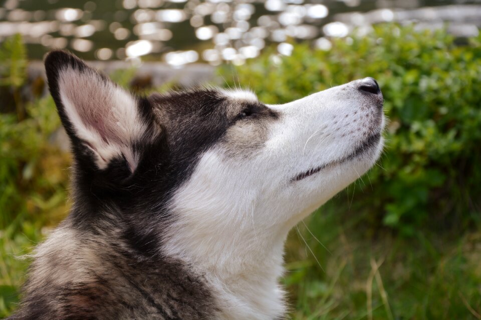 Animal breed portrait