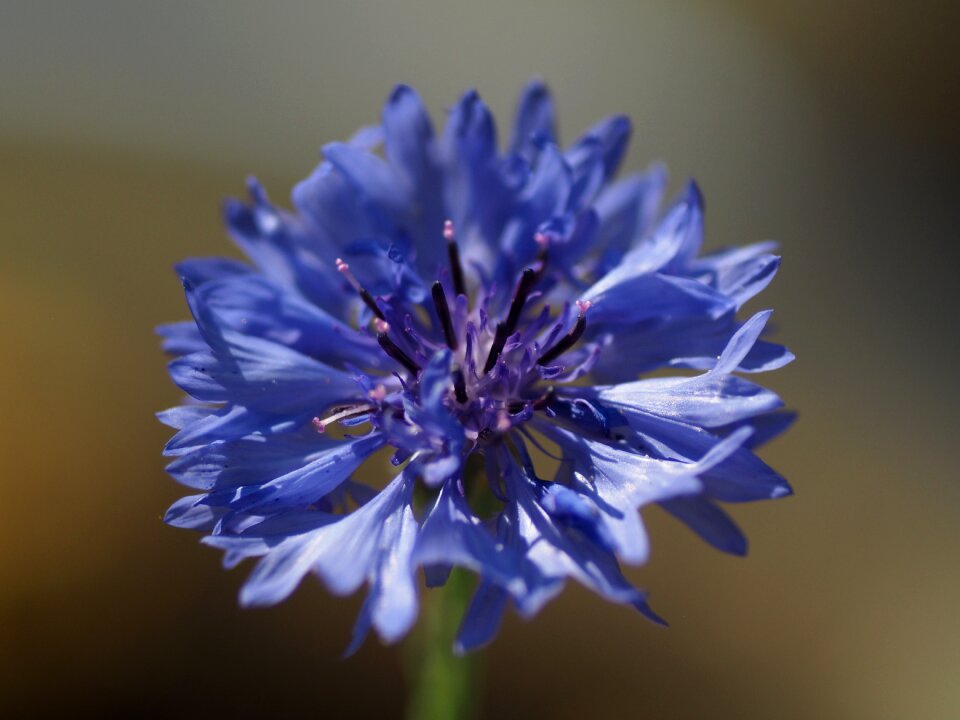 Borretschblüte blue flower close up